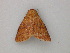  ( - BC ZSM Lep add 0105)  @12 [ ] CreativeCommons - Attribution Non-Commercial Share-Alike (2011) Axel Hausmann/Bavarian State Collection of Zoology (ZSM) SNSB, Zoologische Staatssammlung Muenchen