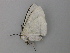  ( - BC ZSM Lep add 0111)  @12 [ ] CreativeCommons - Attribution Non-Commercial Share-Alike (2011) Axel Hausmann/Bavarian State Collection of Zoology (ZSM) SNSB, Zoologische Staatssammlung Muenchen