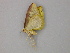  ( - BC ZSM Lep add 0116)  @12 [ ] CreativeCommons - Attribution Non-Commercial Share-Alike (2011) Axel Hausmann/Bavarian State Collection of Zoology (ZSM) SNSB, Zoologische Staatssammlung Muenchen