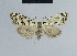  (Nola steniphona7 - BC ZSM Lep add 42161)  @11 [ ] CreativeCommons - Attribution Non-Commercial No Derivatives (2011) Hermann Hacker SNSB, Zoologische Staatssammlung Muenchen