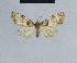  (Nola indica - BC ZSM Lep add 42166)  @11 [ ] CreativeCommons - Attribution Non-Commercial No Derivatives (2011) Hermann Hacker SNSB, Zoologische Staatssammlung Muenchen