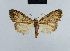  (Nola lindemannae - BC ZSM Lep add 42199)  @13 [ ] CreativeCommons - Attribution Non-Commercial No Derivatives (2011) Hermann Hacker SNSB, Zoologische Staatssammlung Muenchen