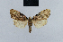  (Nola uganda1 - BC ZSM Lep add 42200)  @11 [ ] CreativeCommons - Attribution Non-Commercial No Derivatives (2011) Hermann Hacker SNSB, Zoologische Staatssammlung Muenchen
