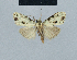  (Nola nivatalis5 - BC ZSM Lep add 42206)  @11 [ ] CreativeCommons - Attribution Non-Commercial No Derivatives (2011) Hermann Hacker SNSB, Zoologische Staatssammlung Muenchen