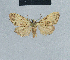  (Nola dochmographa5 - BC ZSM Lep add 42208)  @11 [ ] CreativeCommons - Attribution Non-Commercial No Derivatives (2011) Hermann Hacker SNSB, Zoologische Staatssammlung Muenchen