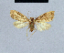  (Nola tarzanae - BC ZSM Lep add 42217)  @11 [ ] CreativeCommons - Attribution Non-Commercial No Derivatives (2011) Hermann Hacker SNSB, Zoologische Staatssammlung Muenchen