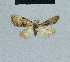  (Nola yemenensis - BC ZSM Lep add 42219)  @11 [ ] CreativeCommons - Attribution Non-Commercial No Derivatives (2011) Hermann Hacker SNSB, Zoologische Staatssammlung Muenchen