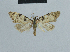  (Nola angulata - BC ZSM Lep add 42230)  @11 [ ] CreativeCommons - Attribution Non-Commercial No Derivatives (2011) Hermann Hacker SNSB, Zoologische Staatssammlung Muenchen