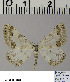  (Scopula subtilata - RCLL 0030)  @13 [ ] CreativeCommons - Attribution Non-Commercial No Derivatives (2011) Lutz Lehmann SNSB, Zoologische Staatssammlung Muenchen