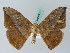  ( - BC ZSM Lep 44041)  @14 [ ] CreativeCommons - Attribution Non-Commercial Share-Alike (2011) Axel Hausmann/Bavarian State Collection of Zoology (ZSM) SNSB, Zoologische Staatssammlung Muenchen