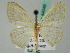 (Scopula AH02Br - BC ZSM Lep 44049)  @13 [ ] CreativeCommons - Attribution Non-Commercial Share-Alike (2011) Axel Hausmann/Bavarian State Collection of Zoology (ZSM) SNSB, Zoologische Staatssammlung Muenchen