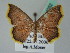  (Tricentra AH01Br - BC ZSM Lep 44052)  @14 [ ] CreativeCommons - Attribution Non-Commercial Share-Alike (2011) Axel Hausmann/Bavarian State Collection of Zoology (ZSM) SNSB, Zoologische Staatssammlung Muenchen