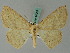  ( - BC ZSM Lep 44053)  @13 [ ] CreativeCommons - Attribution Non-Commercial Share-Alike (2011) Axel Hausmann/Bavarian State Collection of Zoology (ZSM) SNSB, Zoologische Staatssammlung Muenchen