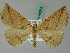  (Eusarca AH01Br - BC ZSM Lep 44055)  @13 [ ] CreativeCommons - Attribution Non-Commercial Share-Alike (2011) Axel Hausmann/Bavarian State Collection of Zoology (ZSM) SNSB, Zoologische Staatssammlung Muenchen