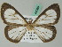  ( - BC ZSM Lep 44069)  @13 [ ] CreativeCommons - Attribution Non-Commercial Share-Alike (2011) Axel Hausmann/Bavarian State Collection of Zoology (ZSM) SNSB, Zoologische Staatssammlung Muenchen