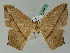  ( - BC ZSM Lep 44072)  @13 [ ] CreativeCommons - Attribution Non-Commercial Share-Alike (2011) Axel Hausmann/Bavarian State Collection of Zoology (ZSM) SNSB, Zoologische Staatssammlung Muenchen