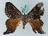  ( - BC ZSM Lep 44097)  @11 [ ] CreativeCommons - Attribution Non-Commercial Share-Alike (2011) Axel Hausmann/Bavarian State Collection of Zoology (ZSM) SNSB, Zoologische Staatssammlung Muenchen