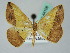  (Patalene AH01Br - BC ZSM Lep 44106)  @14 [ ] CreativeCommons - Attribution Non-Commercial Share-Alike (2011) Axel Hausmann/Bavarian State Collection of Zoology (ZSM) SNSB, Zoologische Staatssammlung Muenchen
