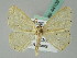  (Scopula AH01Br - BC ZSM Lep 44109)  @13 [ ] CreativeCommons - Attribution Non-Commercial Share-Alike (2011) Axel Hausmann/Bavarian State Collection of Zoology (ZSM) SNSB, Zoologische Staatssammlung Muenchen
