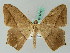  ( - BC ZSM Lep 44127)  @12 [ ] CreativeCommons - Attribution Non-Commercial Share-Alike (2011) Axel Hausmann/Bavarian State Collection of Zoology (ZSM) SNSB, Zoologische Staatssammlung Muenchen