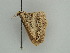  (Kyrtholitha AH01Ch - BC ZSM Lep 44895)  @12 [ ] CreativeCommons - Attribution Non-Commercial Share-Alike (2011) Axel Hausmann/Bavarian State Collection of Zoology (ZSM) SNSB, Zoologische Staatssammlung Muenchen