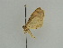  ( - BC ZSM Lep 44905)  @12 [ ] CreativeCommons - Attribution Non-Commercial Share-Alike (2011) Axel Hausmann/Bavarian State Collection of Zoology (ZSM) SNSB, Zoologische Staatssammlung Muenchen