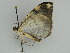  ( - BC ZSM Lep 44912)  @12 [ ] CreativeCommons - Attribution Non-Commercial Share-Alike (2011) Axel Hausmann/Bavarian State Collection of Zoology (ZSM) SNSB, Zoologische Staatssammlung Muenchen