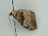  (Photoscotosia AH02Ch - BC ZSM Lep 44925)  @13 [ ] CreativeCommons - Attribution Non-Commercial Share-Alike (2011) Axel Hausmann/Bavarian State Collection of Zoology (ZSM) SNSB, Zoologische Staatssammlung Muenchen