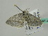  (Scopula AH04Ch - BC ZSM Lep 44935)  @13 [ ] CreativeCommons - Attribution Non-Commercial Share-Alike (2011) Axel Hausmann/Bavarian State Collection of Zoology (ZSM) SNSB, Zoologische Staatssammlung Muenchen