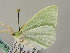  ( - BC ZSM Lep 44947)  @12 [ ] CreativeCommons - Attribution Non-Commercial Share-Alike (2011) Axel Hausmann/Bavarian State Collection of Zoology (ZSM) SNSB, Zoologische Staatssammlung Muenchen