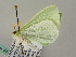  ( - BC ZSM Lep 44948)  @12 [ ] CreativeCommons - Attribution Non-Commercial Share-Alike (2011) Axel Hausmann/Bavarian State Collection of Zoology (ZSM) SNSB, Zoologische Staatssammlung Muenchen
