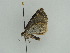  ( - BC ZSM Lep 44963)  @12 [ ] CreativeCommons - Attribution Non-Commercial Share-Alike (2011) Axel Hausmann/Bavarian State Collection of Zoology (ZSM) SNSB, Zoologische Staatssammlung Muenchen