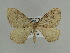  ( - BC ZSM Lep 44983)  @13 [ ] CreativeCommons - Attribution Non-Commercial Share-Alike (2011) Axel Hausmann/Bavarian State Collection of Zoology (ZSM) SNSB, Zoologische Staatssammlung Muenchen