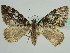  ( - BC ZSM Lep 44984)  @13 [ ] CreativeCommons - Attribution Non-Commercial Share-Alike (2011) Axel Hausmann/Bavarian State Collection of Zoology (ZSM) SNSB, Zoologische Staatssammlung Muenchen