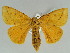  (Aroa - BC ZSM Lep 47465)  @14 [ ] CreativeCommons - Attribution Non-Commercial Share-Alike (2011) Axel Hausmann/Bavarian State Collection of Zoology (ZSM) SNSB, Zoologische Staatssammlung Muenchen