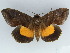  (Eudocima divitiosa - BC ZSM Lep 47482)  @14 [ ] CreativeCommons - Attribution Non-Commercial Share-Alike (2011) Axel Hausmann/Bavarian State Collection of Zoology (ZSM) SNSB, Zoologische Staatssammlung Muenchen