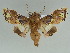  (Caligatus - BC ZSM Lep 47490)  @14 [ ] CreativeCommons - Attribution Non-Commercial Share-Alike (2011) Axel Hausmann/Bavarian State Collection of Zoology (ZSM) SNSB, Zoologische Staatssammlung Muenchen