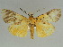  ( - BC ZSM Lep 47503)  @15 [ ] CreativeCommons - Attribution Non-Commercial Share-Alike (2011) Axel Hausmann/Bavarian State Collection of Zoology (ZSM) SNSB, Zoologische Staatssammlung Muenchen