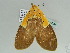  ( - BC ZSM Lep 47504)  @13 [ ] CreativeCommons - Attribution Non-Commercial Share-Alike (2011) Axel Hausmann/Bavarian State Collection of Zoology (ZSM) SNSB, Zoologische Staatssammlung Muenchen