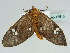  ( - BC ZSM Lep 47513)  @14 [ ] CreativeCommons - Attribution Non-Commercial Share-Alike (2011) Axel Hausmann/Bavarian State Collection of Zoology (ZSM) SNSB, Zoologische Staatssammlung Muenchen