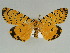  ( - BC ZSM Lep 47525)  @14 [ ] CreativeCommons - Attribution Non-Commercial Share-Alike (2011) Axel Hausmann/Bavarian State Collection of Zoology (ZSM) SNSB, Zoologische Staatssammlung Muenchen