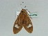  ( - BC ZSM Lep 47539)  @13 [ ] CreativeCommons - Attribution Non-Commercial Share-Alike (2011) Axel Hausmann/Bavarian State Collection of Zoology (ZSM) SNSB, Zoologische Staatssammlung Muenchen