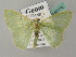 (Nemoria AH01FG - BC ZSM Lep 52779)  @13 [ ] CreativeCommons - Attribution Non-Commercial Share-Alike (2011) Axel Hausmann/Bavarian State Collection of Zoology (ZSM) SNSB, Zoologische Staatssammlung Muenchen