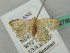  (Pleuroprucha AH01FG - BC ZSM Lep 52789)  @11 [ ] CreativeCommons - Attribution Non-Commercial Share-Alike (2011) Axel Hausmann/Bavarian State Collection of Zoology (ZSM) SNSB, Zoologische Staatssammlung Muenchen