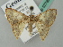  ( - BC ZSM Lep 52790)  @11 [ ] CreativeCommons - Attribution Non-Commercial Share-Alike (2011) Axel Hausmann/Bavarian State Collection of Zoology (ZSM) SNSB, Zoologische Staatssammlung Muenchen