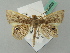  (Opisthoxia AH01FG - BC ZSM Lep 52809)  @11 [ ] CreativeCommons - Attribution Non-Commercial Share-Alike (2011) Axel Hausmann/Bavarian State Collection of Zoology (ZSM) SNSB, Zoologische Staatssammlung Muenchen