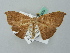  ( - BC ZSM Lep 52828)  @11 [ ] CreativeCommons - Attribution Non-Commercial Share-Alike (2011) Axel Hausmann/Bavarian State Collection of Zoology (ZSM) SNSB, Zoologische Staatssammlung Muenchen