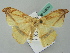  ( - BC ZSM Lep 52829)  @11 [ ] CreativeCommons - Attribution Non-Commercial Share-Alike (2011) Axel Hausmann/Bavarian State Collection of Zoology (ZSM) SNSB, Zoologische Staatssammlung Muenchen