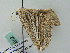  ( - BC ZSM Lep 52852)  @13 [ ] CreativeCommons - Attribution Non-Commercial Share-Alike (2011) Axel Hausmann/Bavarian State Collection of Zoology (ZSM) SNSB, Zoologische Staatssammlung Muenchen