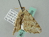  ( - BC ZSM Lep 52859)  @12 [ ] CreativeCommons - Attribution Non-Commercial Share-Alike (2011) Axel Hausmann/Bavarian State Collection of Zoology (ZSM) SNSB, Zoologische Staatssammlung Muenchen